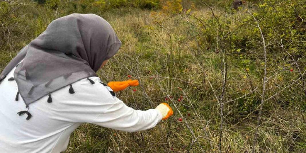 Ormanda yetişiyor, “Doğal vitamin” olarak biliniyor! Sofra yolculuğu başladı: Eldivenle tek tek toplanıyor 5